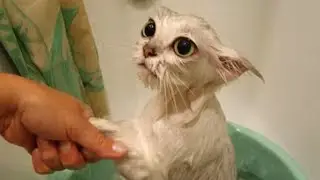 Коты научились говорить)))