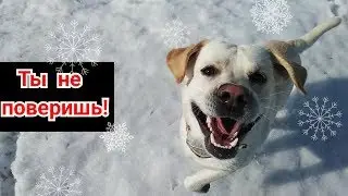 Реакция собаки на снег. Приколы с Лабрадором.