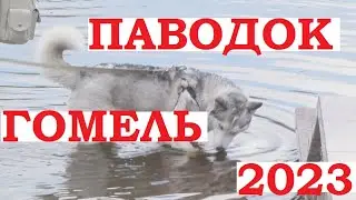 Паводок в Гомеле 2023