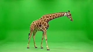 Realistic Giraffes Green Screen