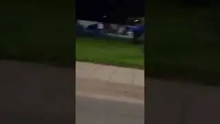 Стая кабанчиков бегает в Бугуруслане 🐗