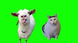 Goat talking to clueless Huh? Cat meme (Green Screen)