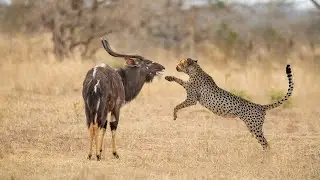 How Cheetah Hunting Nyala