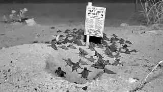 Florida Keys Webcam Captures Sea Turtle Hatch