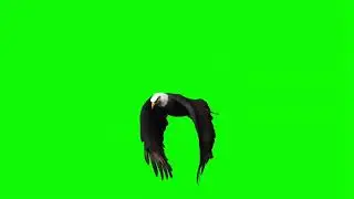 Eagle Flying Green Screen|GreenScreen Videos