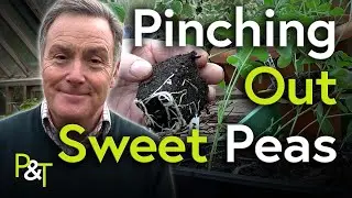 How to Pinch Out Sweet Peas - Pots & Trowels