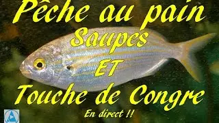Pêche au pain,Saupes et touches de congre en direct
