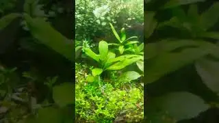 Hygrophila corymbosa