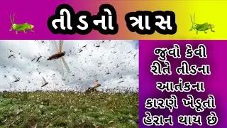 Tid attack in gujarat | tid in gujarat | tid news | tid samachar | તીડનો  ત્રાસ | તીડનો હુમલો | તીડ