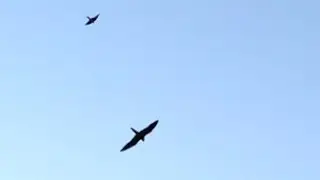 Скопцы, мешают полëтам голубей!