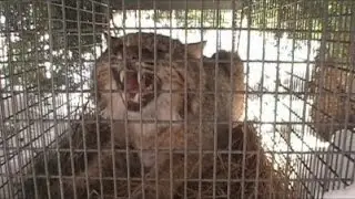 Bobcat rocket