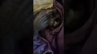 Anak musang umur 2 minggu