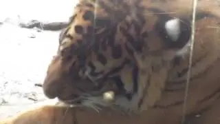 tiger feeding time