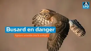 Busard en danger, agissons ensemble pour le protéger !