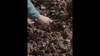 Trailer: ASMR fossil hunting | Field Studies 