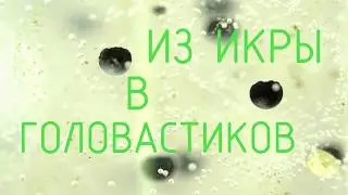 Из икры — в головастиков