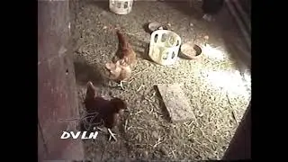 Beetle Juice looking at chickens