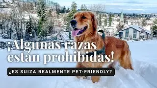 ¿SUIZA ES EL PAIS QUE MAS PROTEGE A LOS ANIMALES? Costos, Normas y Consejos para tener perro