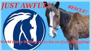 World Horse Welfare Rescued MORE Horses From Dover Port..