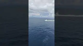 It turns out that there are also sea Schumachers 