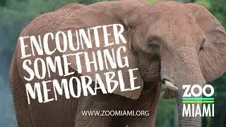 Encounter Something Memorable - Zoo Miami