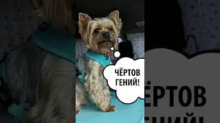 Абунафест