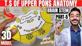 transverse section of upper pons anatomy 3d | T.S of pons brainstem anatomy