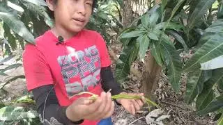 Cómo realizar trenzas de Motacú o Palmera 🌴
