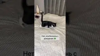 Топ-5 вопросов про шатающегося кота/Кот Барик