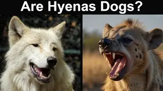 Are Hyenas dogs?
