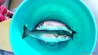 Рыбалка в губе Ваенга 29.08.2018