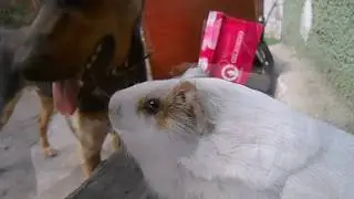 папа может   хор