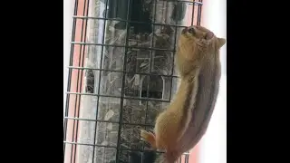 Chippy - First Strokes - Soft Fur