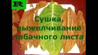 Сушка, выжелчивание табачного листа (Drying, vyzhelchivanie tobacco leaf)