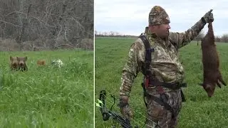 Baby Hog Charges after Momma Sow Goes Down!