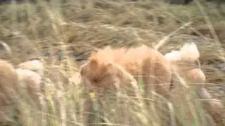 марик и компания...