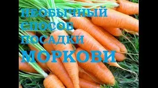 Эффективный и необычный  способ посадки моркови.