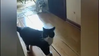 Енот воспитывает кота. Всегда на позитиве!