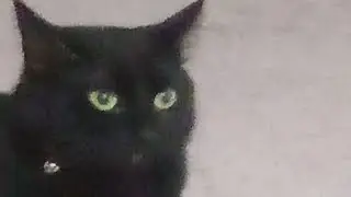 Cat Predicts Starfield 2021 then Self Destructs