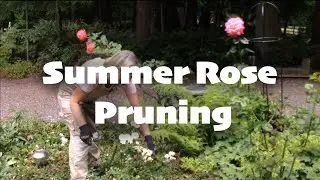 Summer Rose Pruning