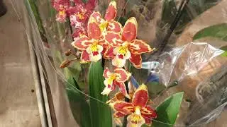 Orchid review in OBI on Varshavskoe shosse