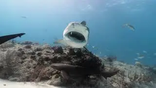 A Perfect Pair at Tiger Beach