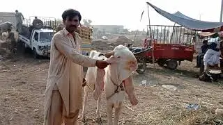 5 Feet Hight Bakra | Multan Mandi 2021