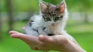 The owner decided to get rid of the kitten. You won't believe what happened next!
