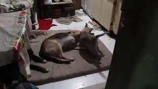 Забрали назад пристроенного мальчика из норы, назвали Бимка.