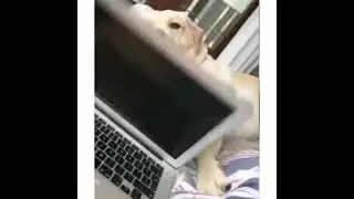 Упрямый собака