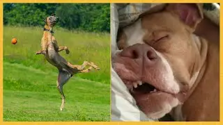 What’s Wrong With Your Dog?
