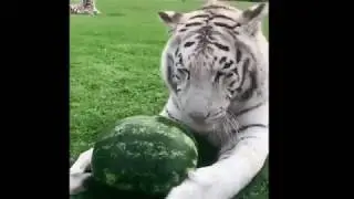 Эти забавные животные:)