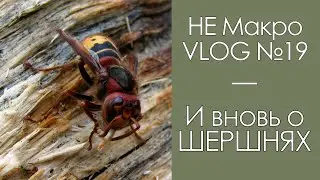 И вновь о шершнях / МакроVLOG №19 / 17.09.2020