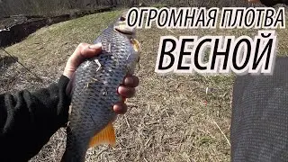 ДА СКОЛЬКО ЖЕ ЗДЕСЬ РЫБЫ!! ЗДОРОВАЯ ПЛОТВА НА ПОПЛАВОК ВЕСНОЙ! Рыбалка на малой речке на МАКАРОНЫ